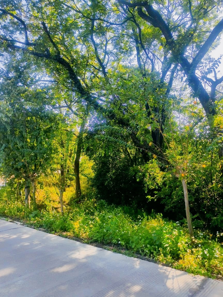 龙门大桥-露营地