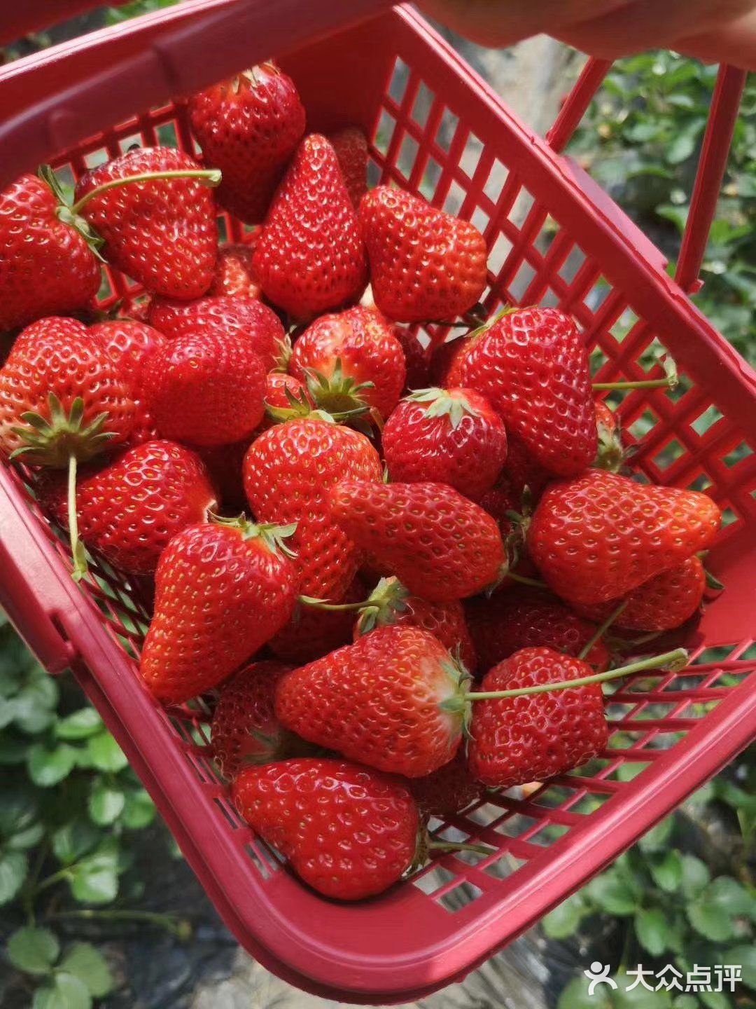 红颜牛奶草莓采摘果园