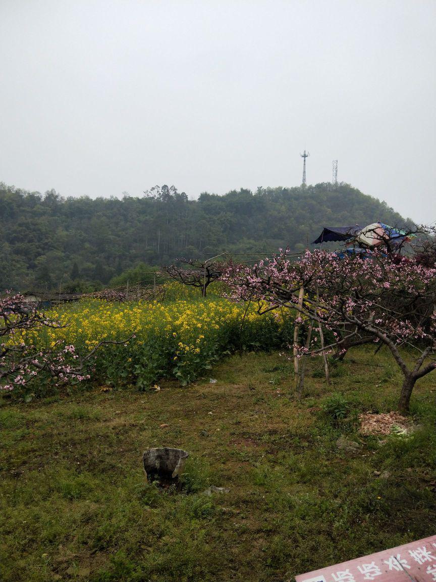 成都龙泉桃花沟图片