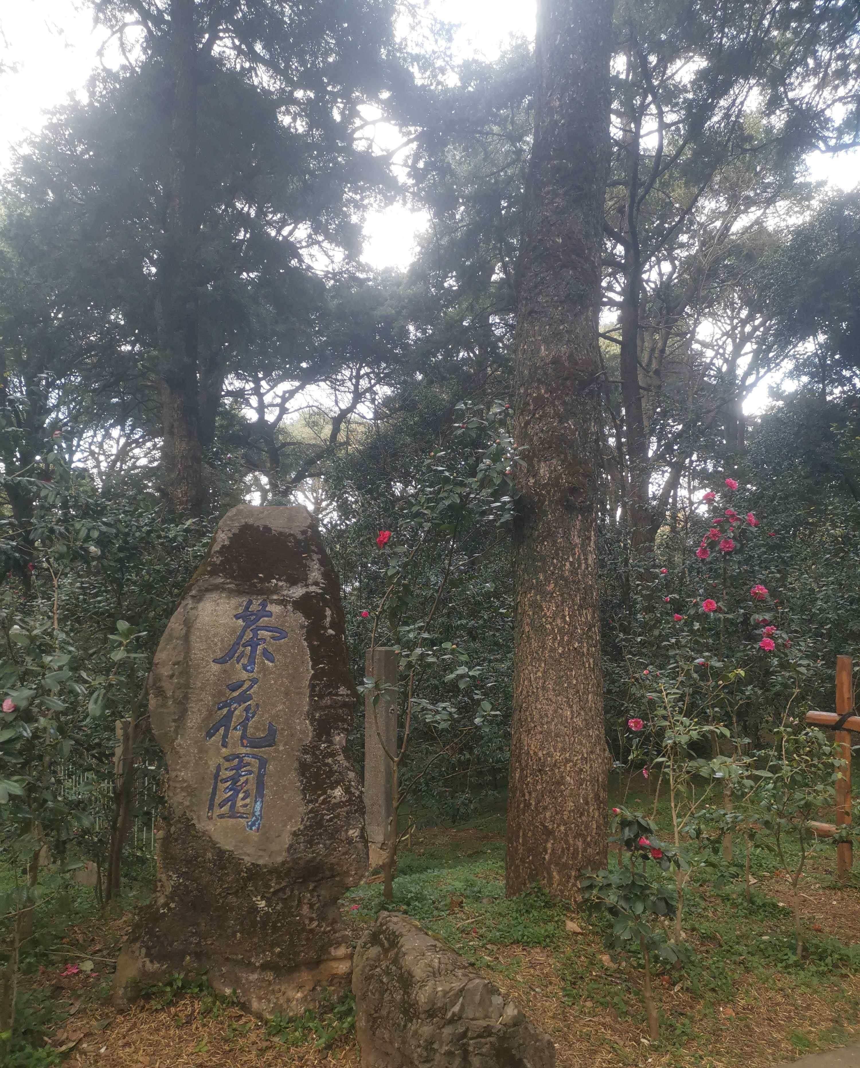 金殿茶花园介绍图片