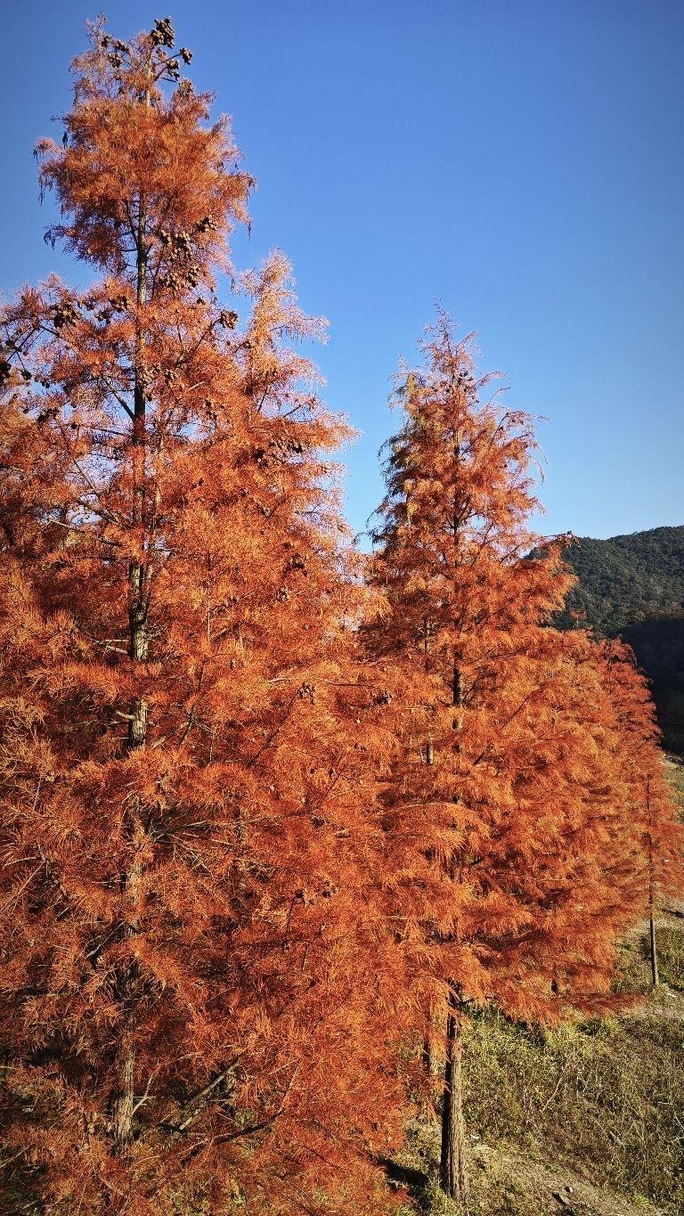 红骨刺苍图片图片