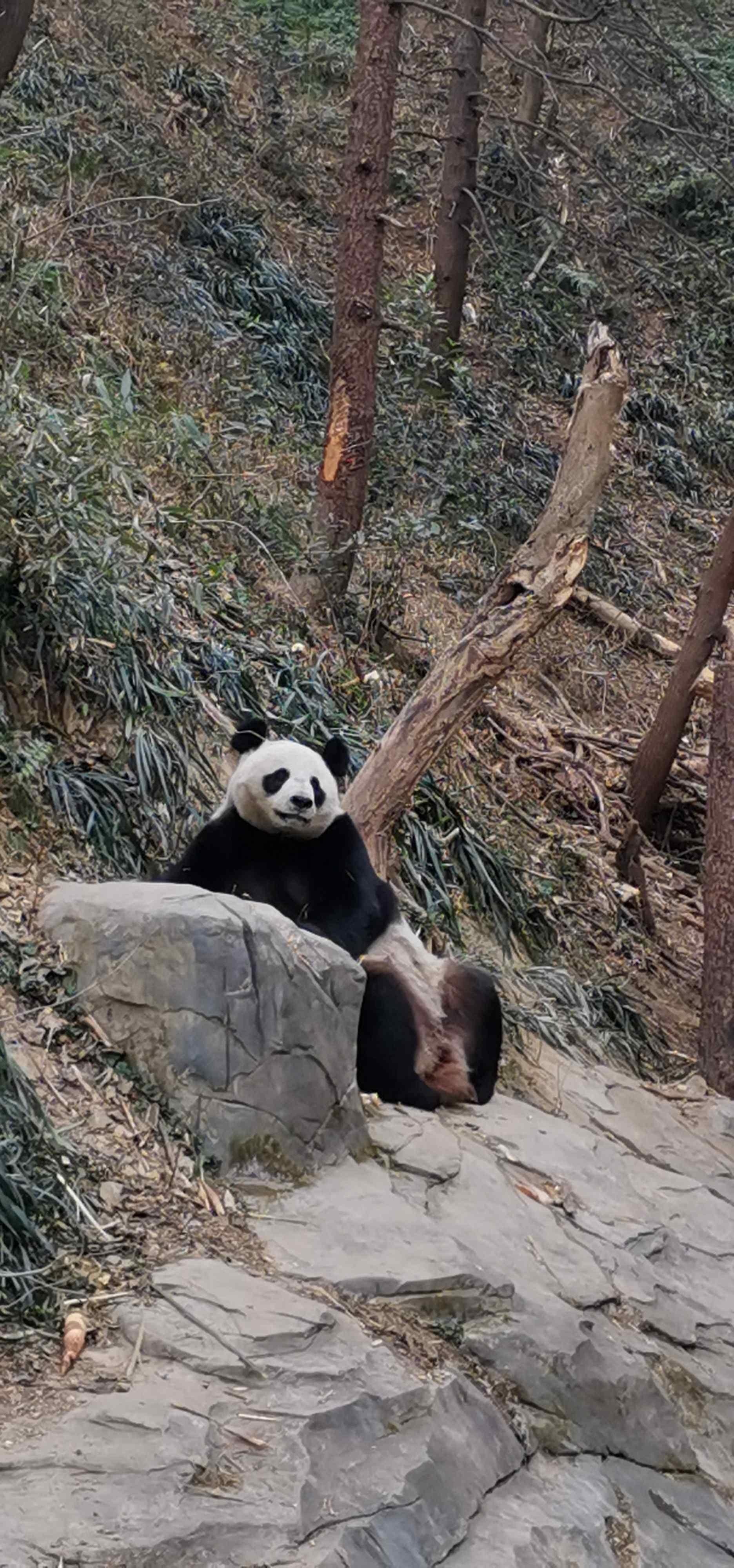 葛氏郊熊猫图片