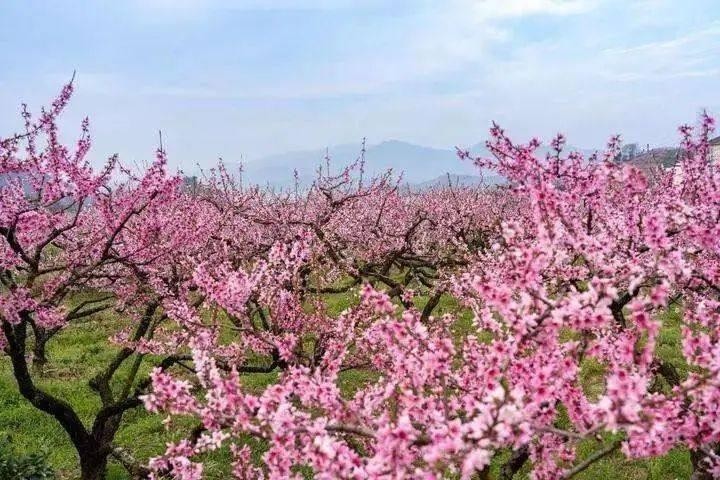 犍为龙门花海景区图片