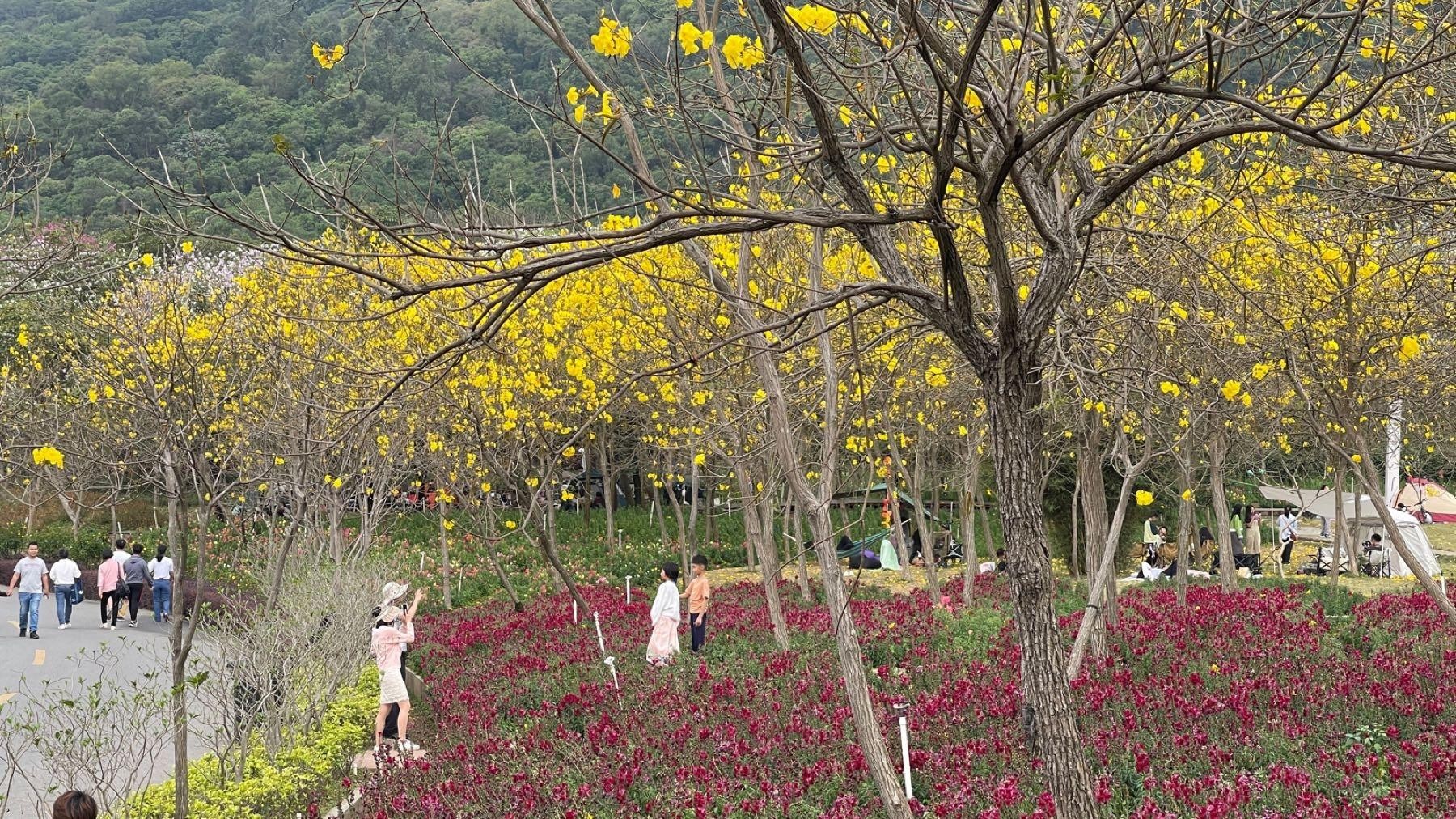 佛山花海景点地址图片