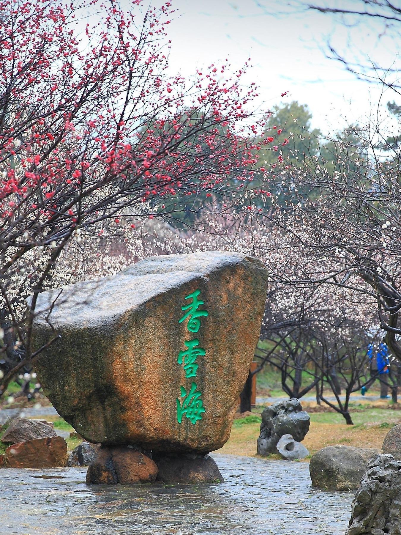 北海公园永安寺梅花图片