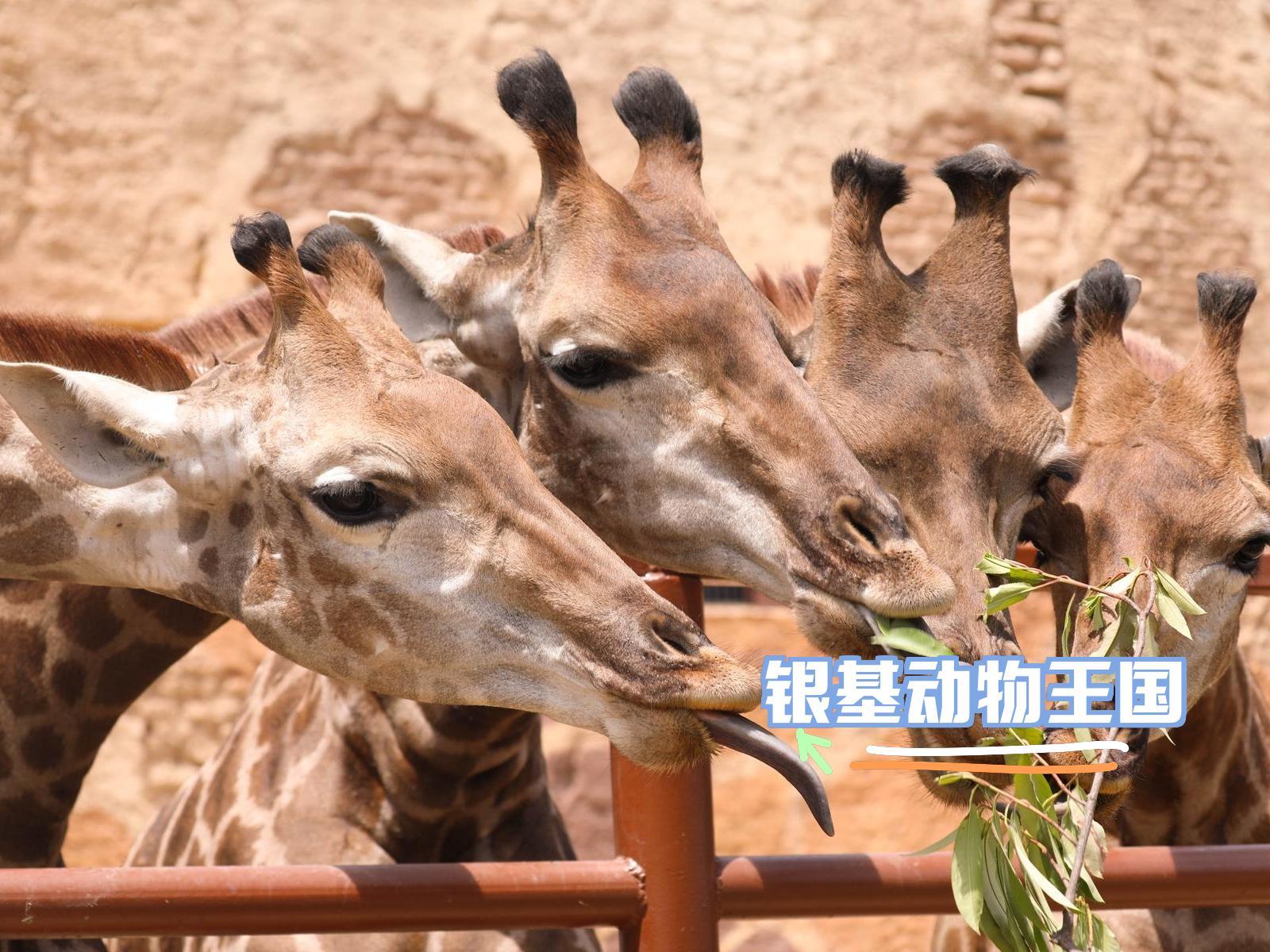 新密动物王国图片