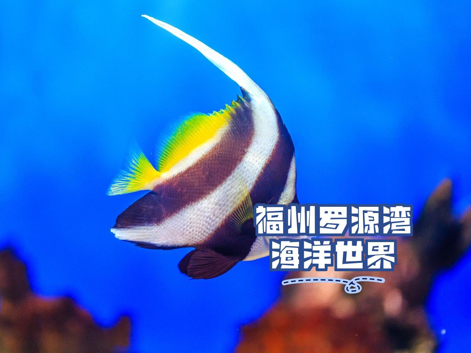 罗源湾海洋世界简介图片