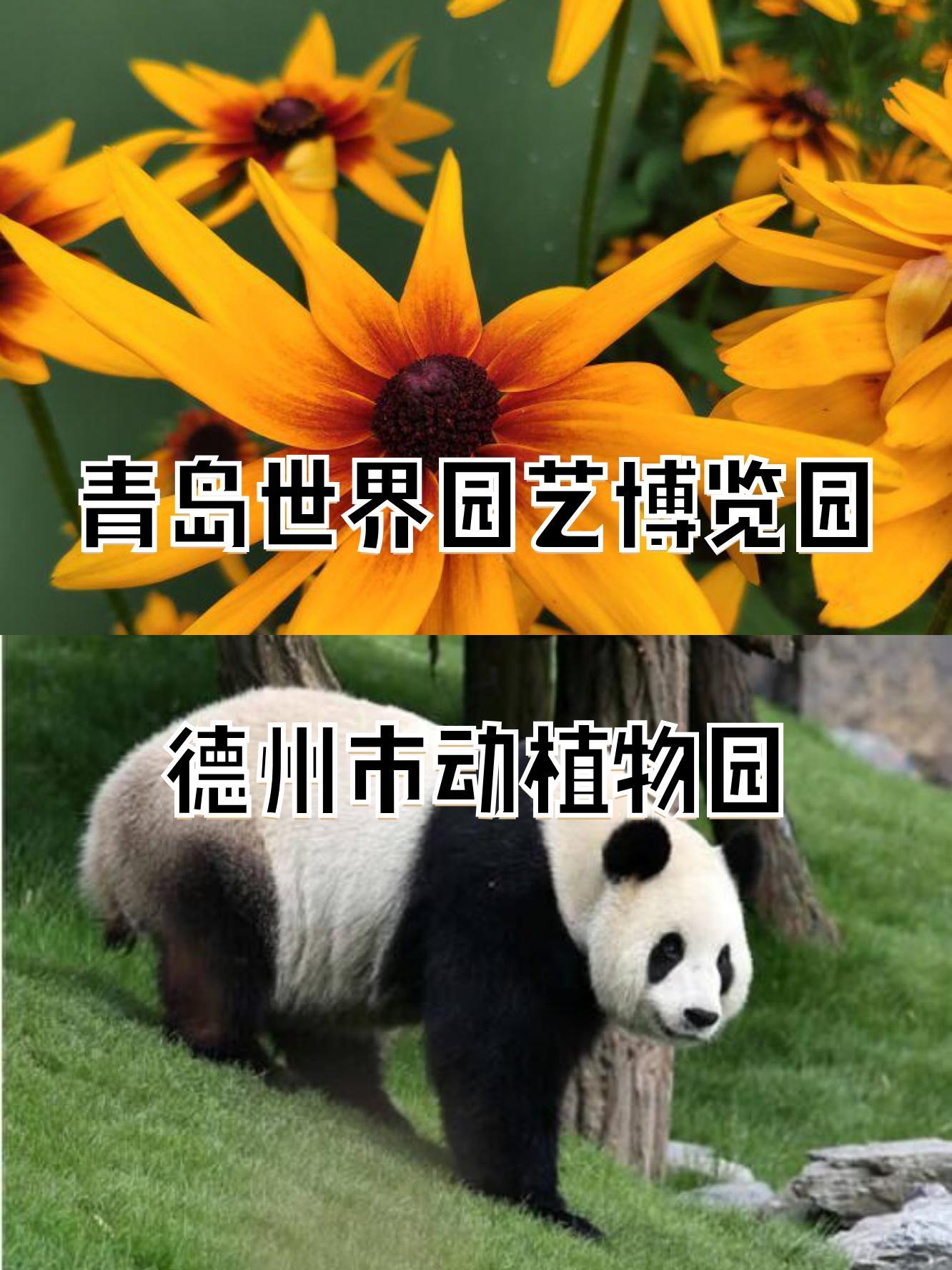 德州动植物园门票图片