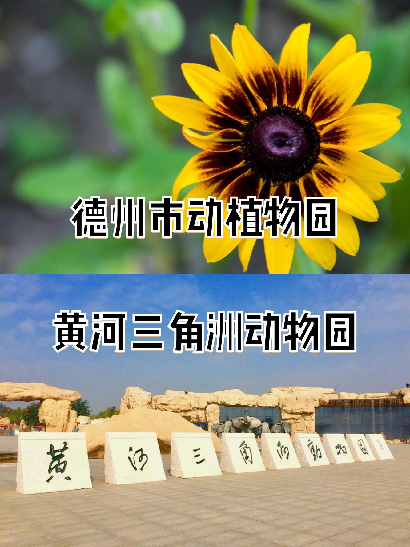 黄河三角洲动物园简介图片