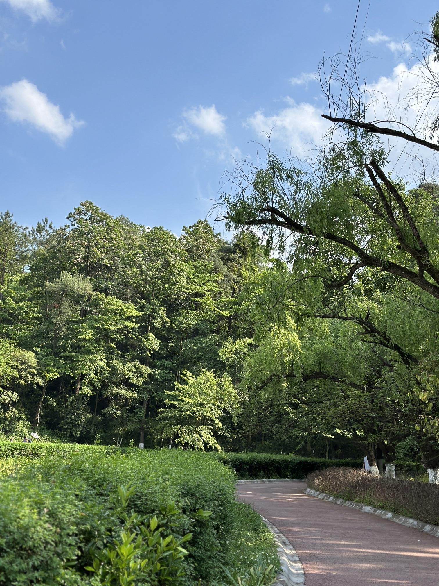 贵州森林公园景点介绍图片