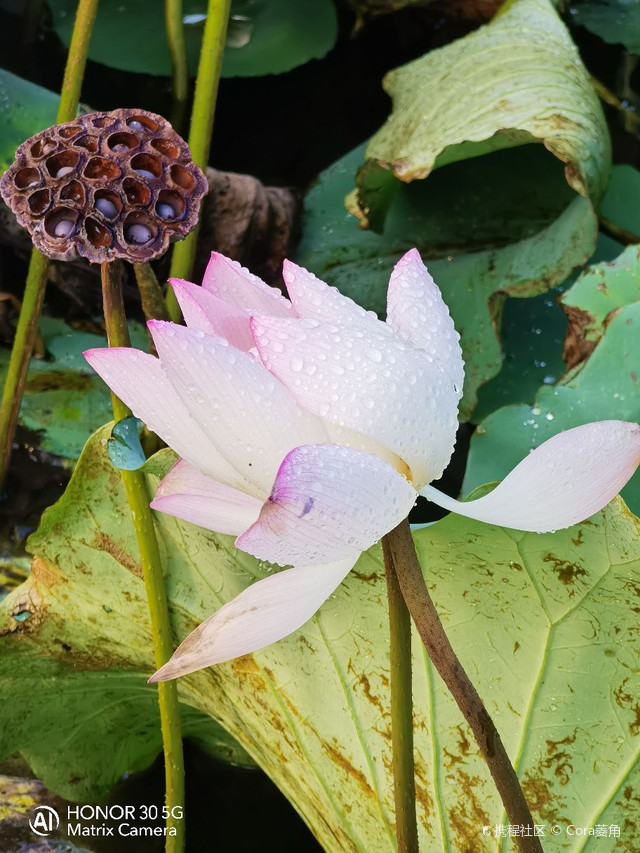 良溪村