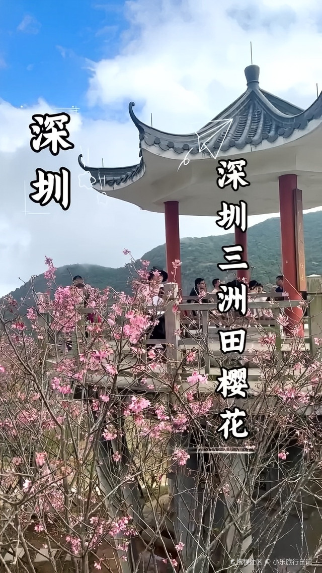 深圳小三洲塘樱花林