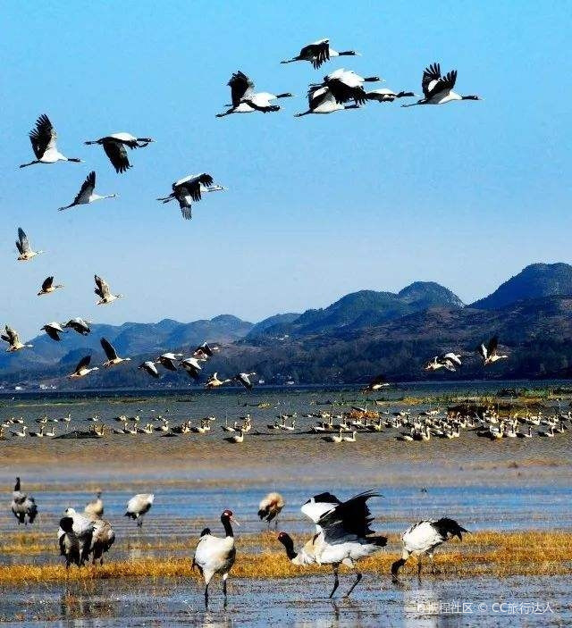 黑颈鹤栖息地