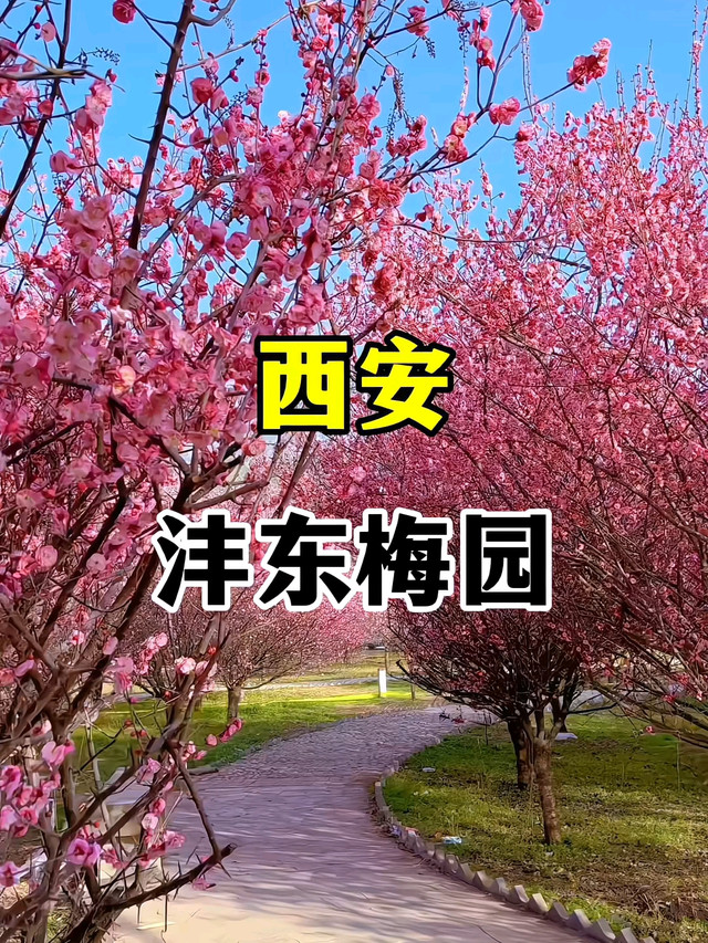 沣东梅园