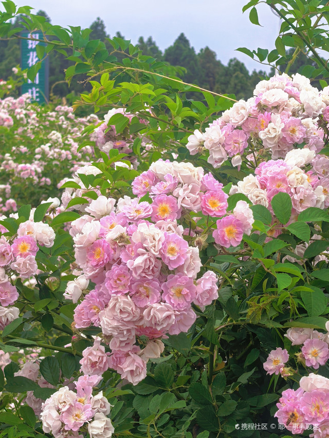 银花山庄