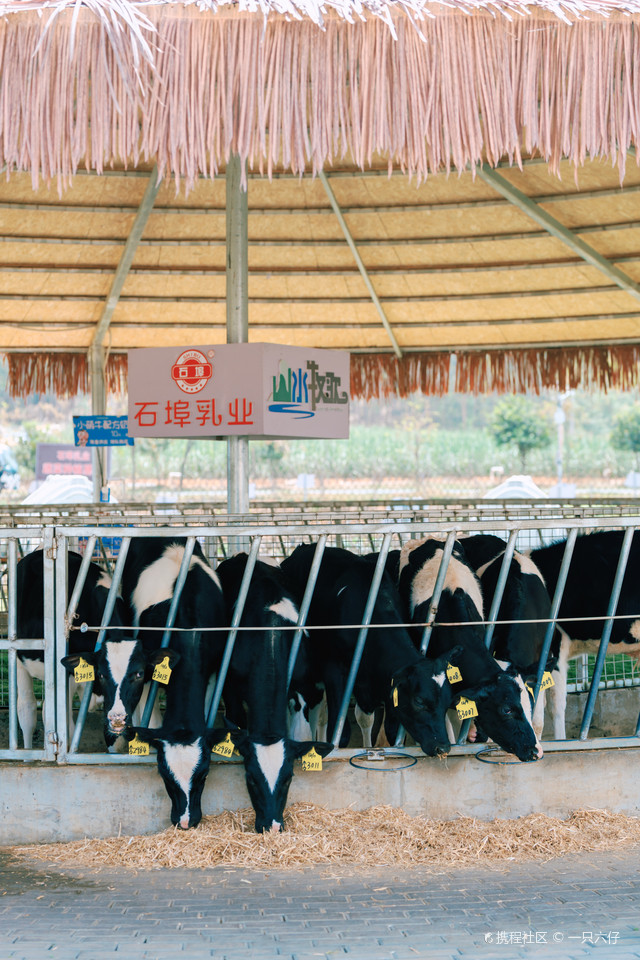 山水牧歌休闲观光牧场