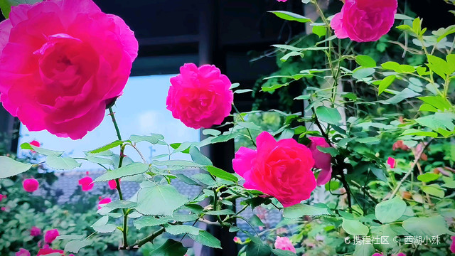 玫瑰小院