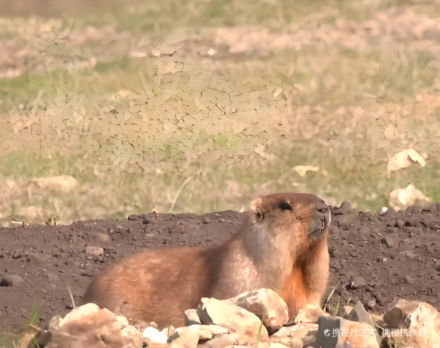 内蒙古高格斯台罕乌拉国家级自然保护区管理局
