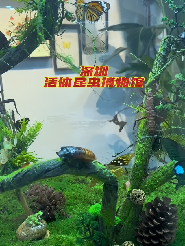 深圳活体昆虫博物馆(宝安店)