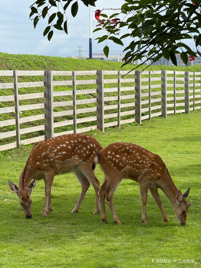 石军村五福榕党建主题公园
