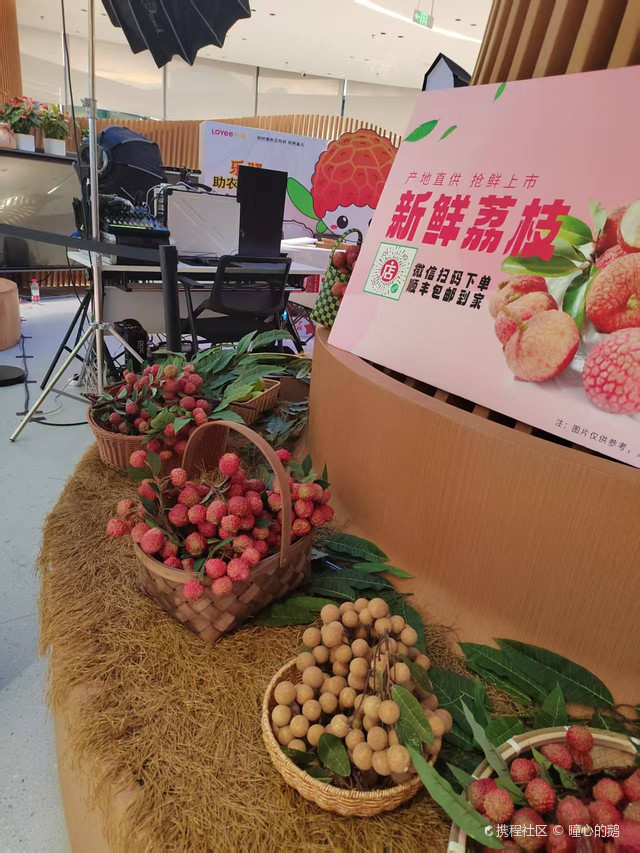 广东省高州市根子贡园荔枝