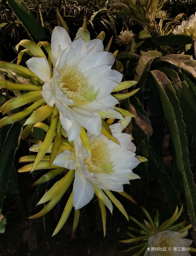 海南陵水火龙果基地