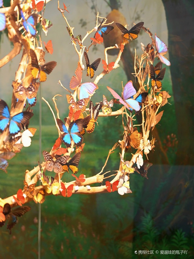 厦门蝴蝶文化博物馆