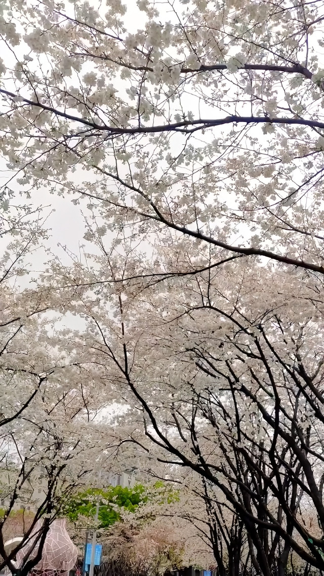 樱花公园