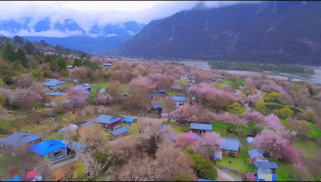 林芝桃花节