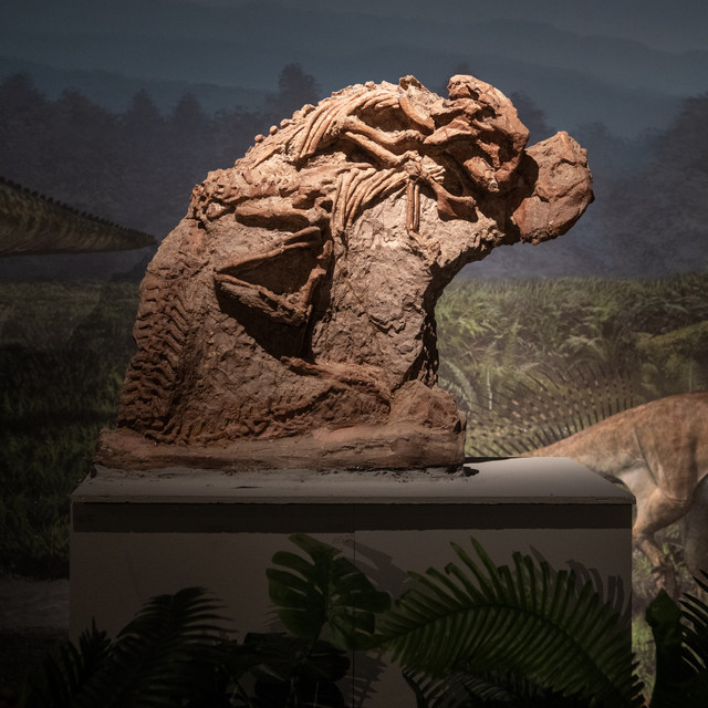 三亚恐龙博物馆