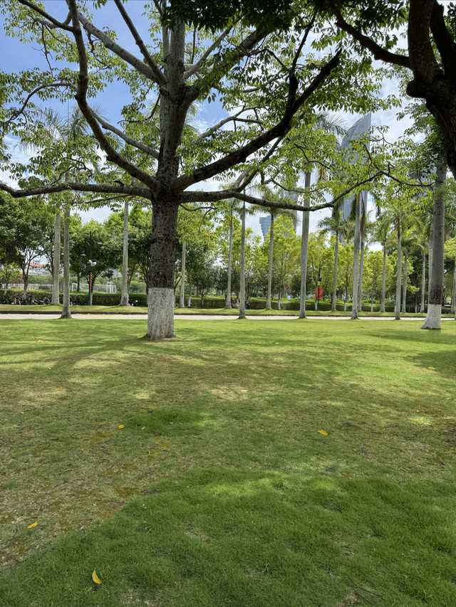 厦门大学-芙蓉湖