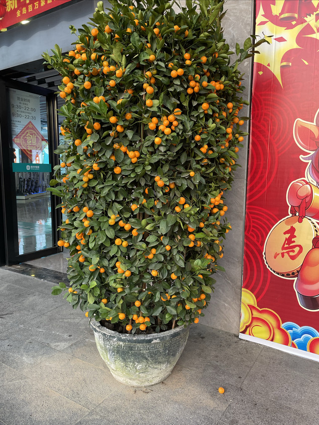 三亚昆虫博物馆
