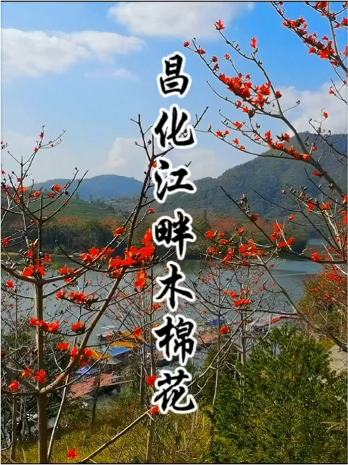 昌化江畔木棉赏花码头