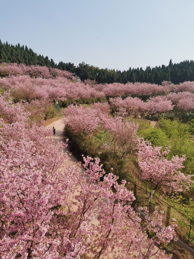 澜岭江花