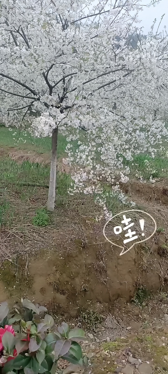 樱花基地