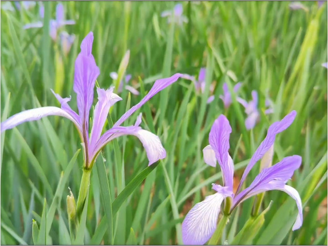 龙屿