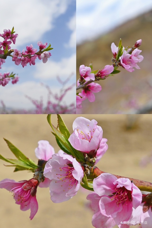 秦安何湾桃花景观(中国美丽田园)