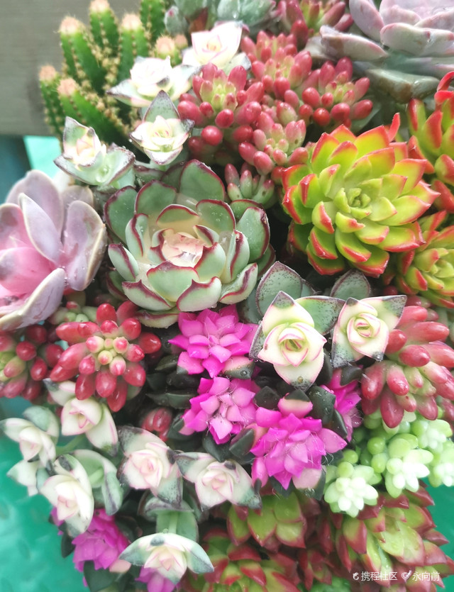 春肆花园中心