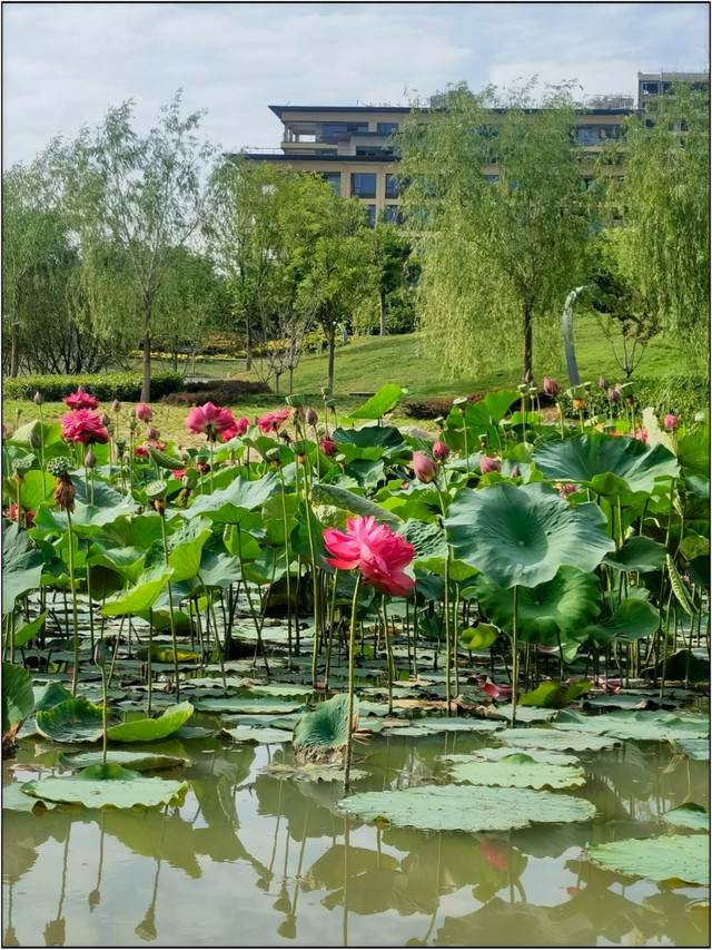 空港新城城市中心公园