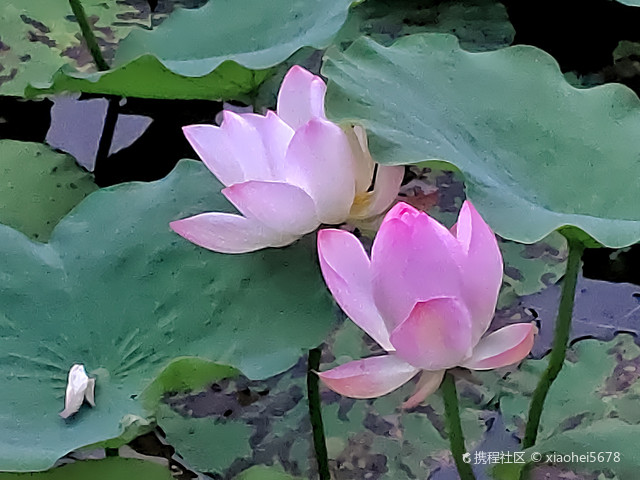 三元湖