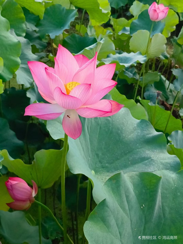 花背荷花园