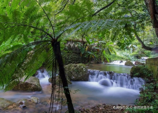 桫椤谷山风景区