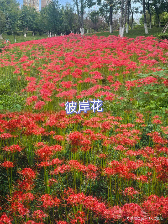 多宝寺公园