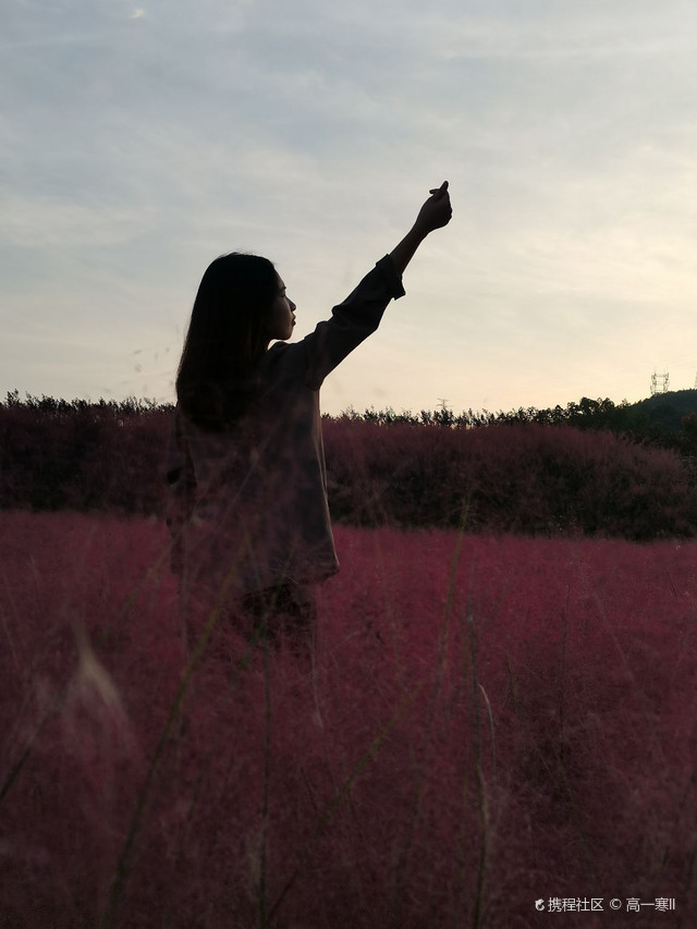 港口花海