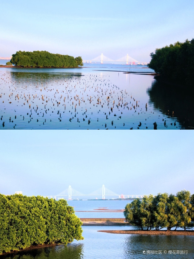 观海长廊-红树林栈道