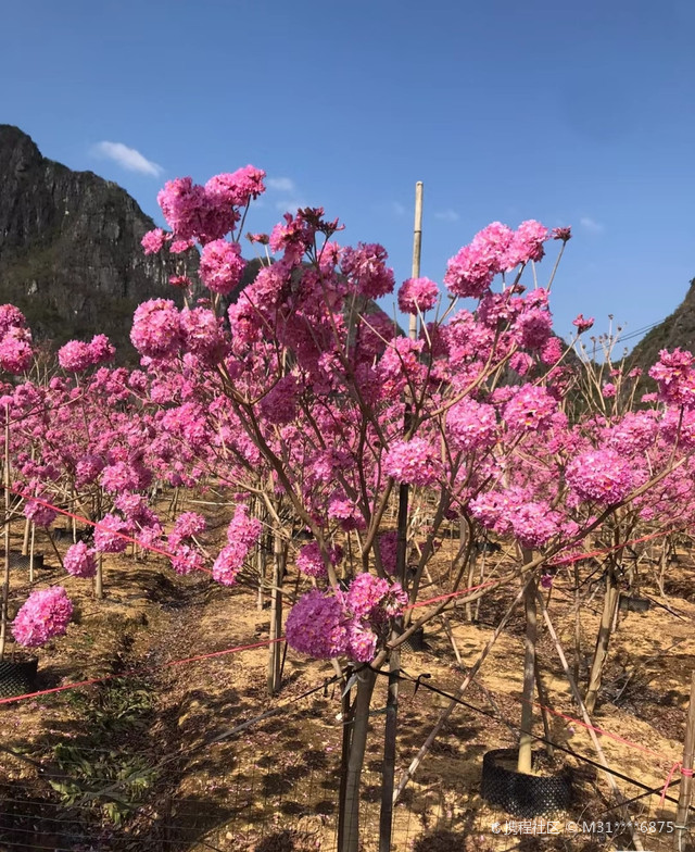 石尾村
