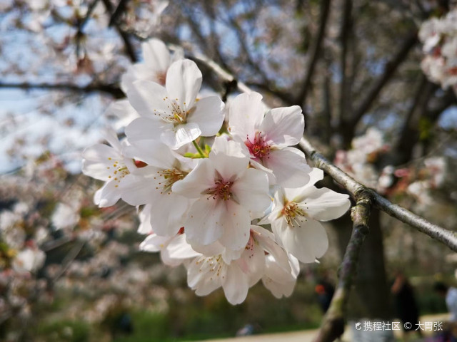 磐安樱花公园
