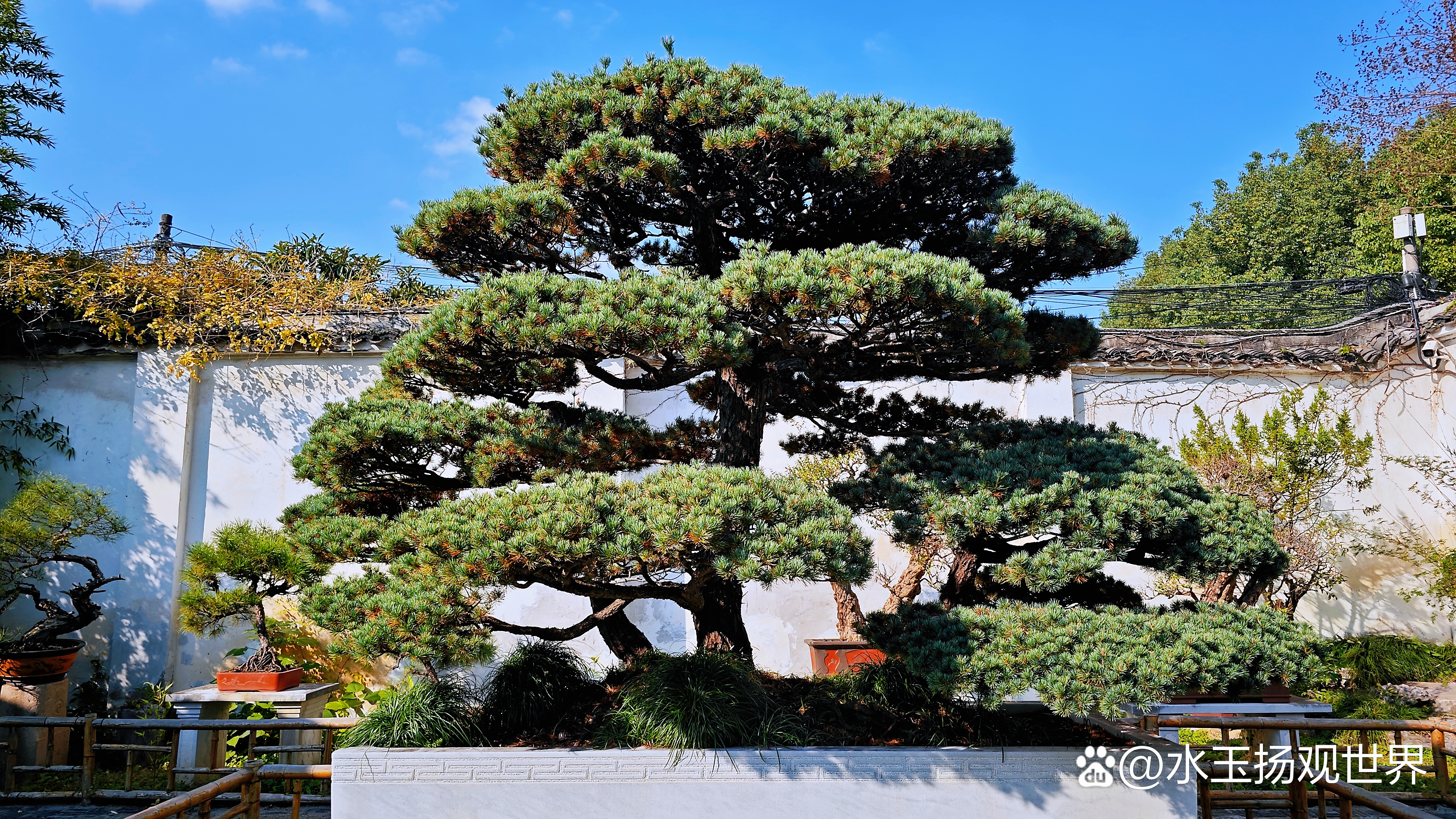 盆景园