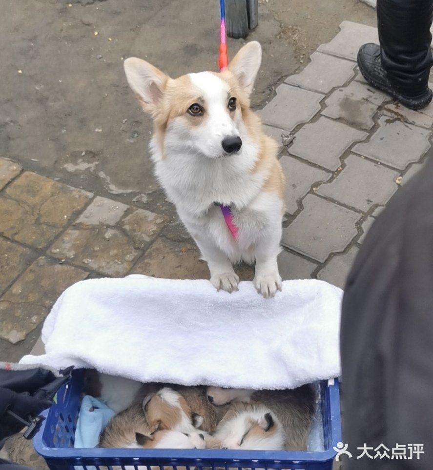 猫狗市场(铁工里街41号院店)