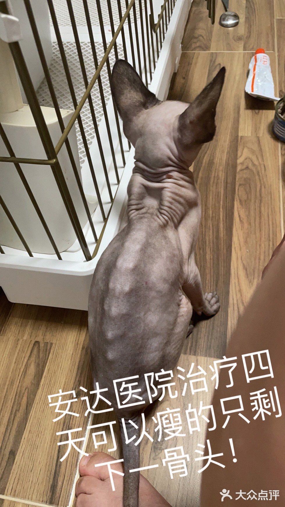 安达动物医院